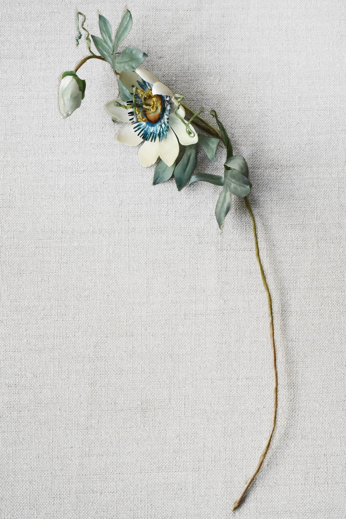 Passiflora caerulea with stem and leaves decorative object